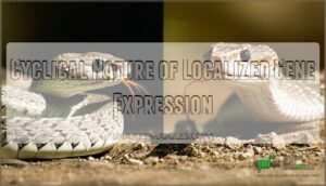 cyclical nature of localized gene expression
