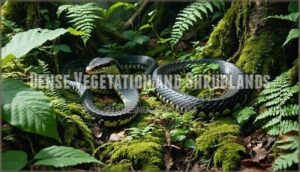 dense vegetation and shrublands
