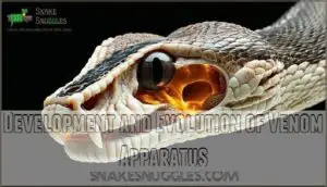 development and evolution of venom apparatus