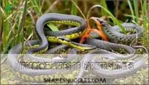different types of garter snakes different types of garter snakes