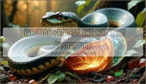 digestion process and nutrient absorption