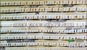 dorsal scales size and shape