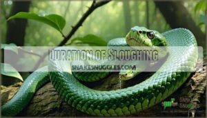 duration of sloughing