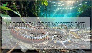elapidae: coral snakes and sea snakes