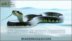 exploratory celiotomy procedure