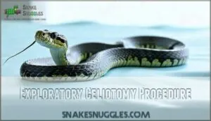 exploratory celiotomy procedure exploratory celiotomy procedure