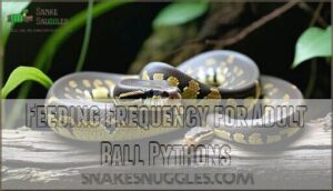feeding frequency for adult ball pythons