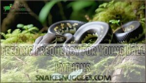 feeding frequency for young ball pythons