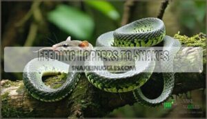 feeding hoppers to snakes
