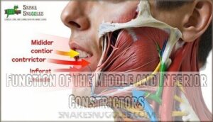 function of the middle and inferior constrictors
