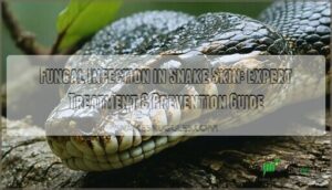 fungal infection in snake skin
