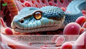 gram-negative bacteria