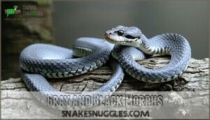 gray and black morphs