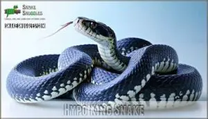 hypo king snake