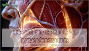 innervation of the middle and inferior constrictors