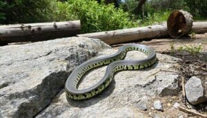 introduced habitats in southern california
