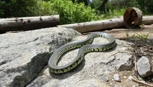 introduced habitats in southern california introduced habitats in southern california