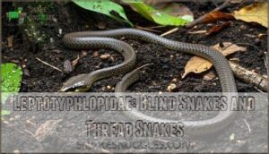 leptotyphlopidae: blind snakes and thread snakes