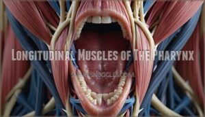 longitudinal muscles of the pharynx