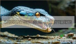muscular control of jaw movements