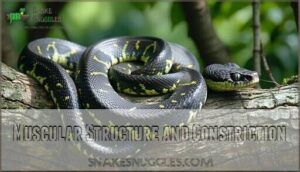 muscular structure and constriction