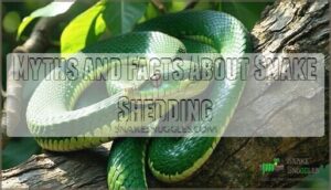 myths and facts about snake shedding