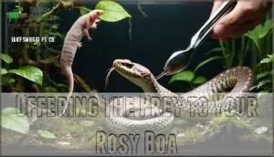offering the prey to your rosy boa offering the prey to your rosy boa
