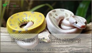pastel and albino ball pythons