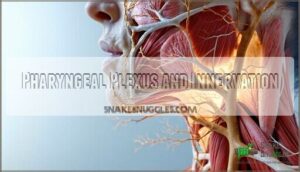 pharyngeal plexus and innervation
