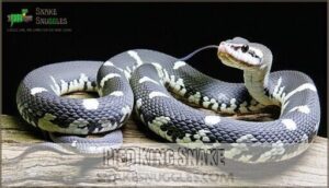 pied king snake