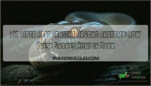 pit viper heat sensing organs anatomy