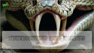 proteroglyphous fangs in elapids proteroglyphous fangs in elapids