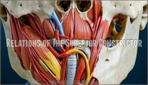 relations of the superior constrictor