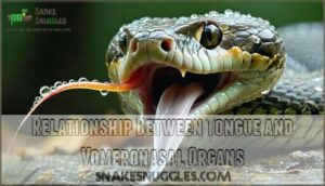 relationship between tongue and vomeronasal organs