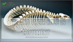 ribs and their role in movement
