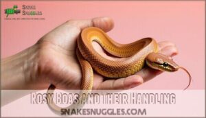 rosy boas and their handling