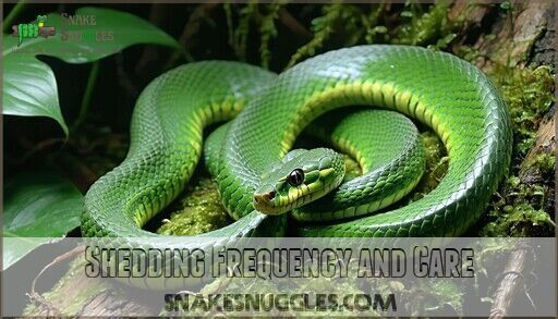 Can Snakes Eat in Shed? The Truth About Snake Feeding & Shedding