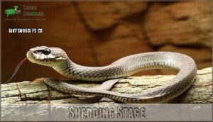 shedding stage