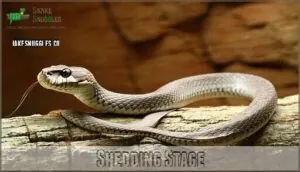 shedding stage shedding stage