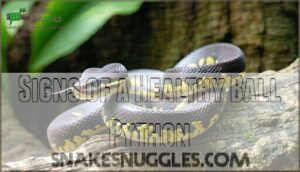 signs of a healthy ball python