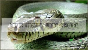 snake behavior during shedding