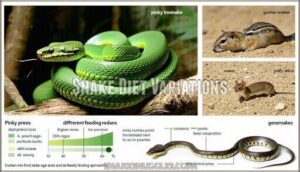 snake diet variations