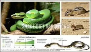 snake diet variations snake diet variations