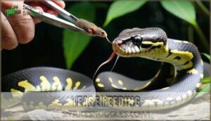 tease feeding