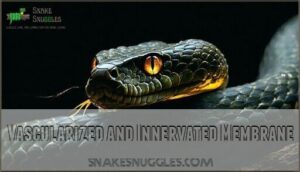 vascularized and innervated membrane