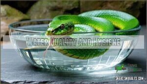water quality and hygiene