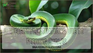 weight fluctuations due to feeding cycles