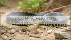 western hognose snake