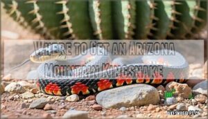 where to get an arizona mountain kingsnake