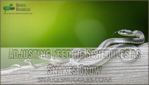 adjusting feeding schedules as snakes grow